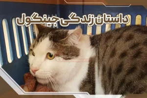 داستان زندگی جینگول