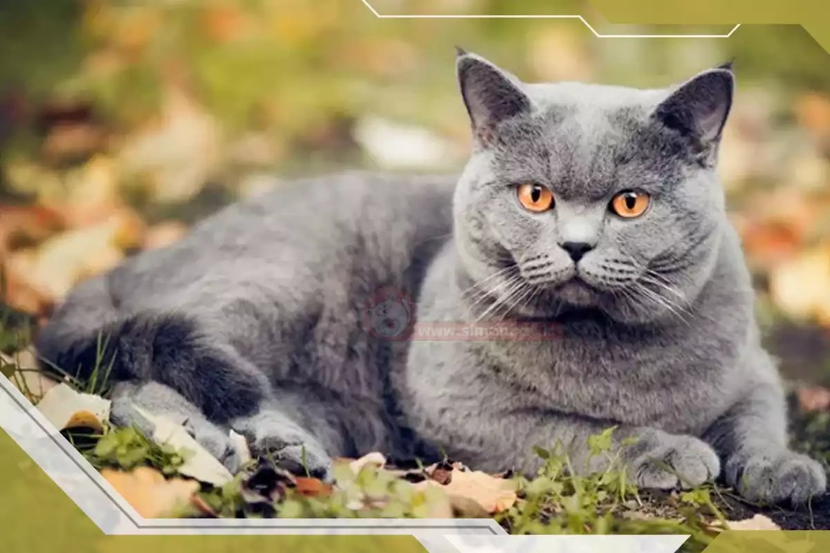 خرید نژاد بریتیش