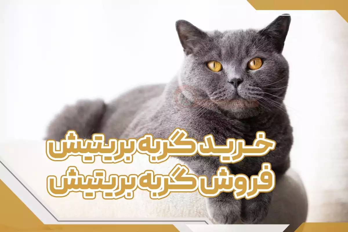 خرید گربه بریتیش - فروش گربه بریتیش