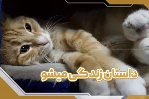 داستان زندگی میشو