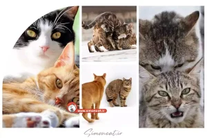 جفت گیری در گربه ها