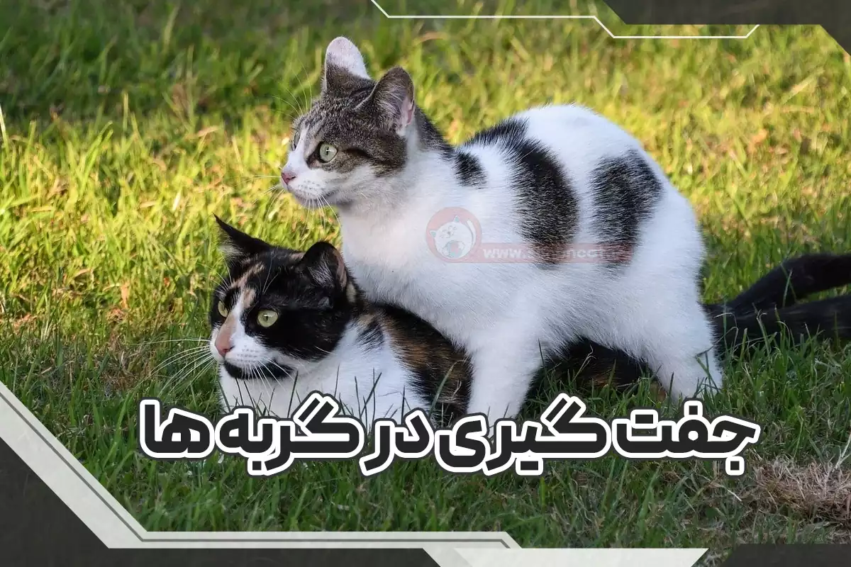 جفتگیری گربه نر و ماده