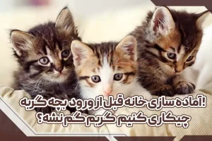آماده سازی خانه قبل از ورود بچه گربه! چیکاری کنیم گربم گم نشه؟
