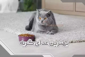 بهترین غذای گربه