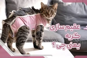 عقیم سازی گربه یعنی چه ؟