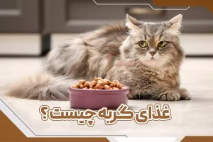 غذای گربه چیست؟