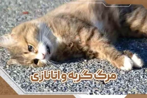 مرگ گربه و اتانازی