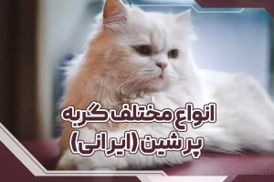 انواع مختلف گربه پرشین (ایرانی)