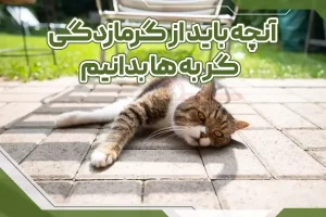 آنچه باید از گرمازدگی گربه ها بدانیم.