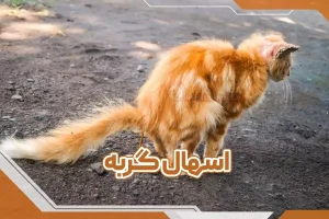 اسهال گربه
