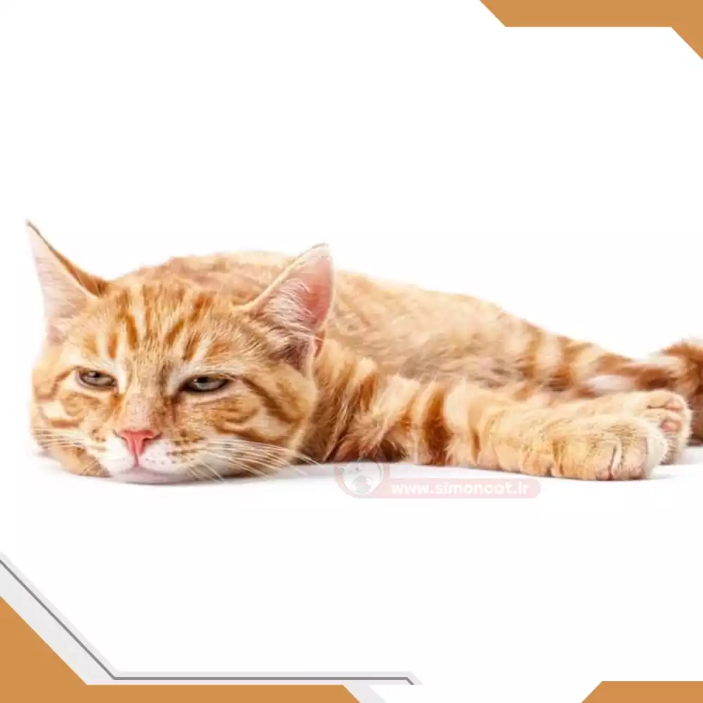 بی حالی گربه در اثر گرما