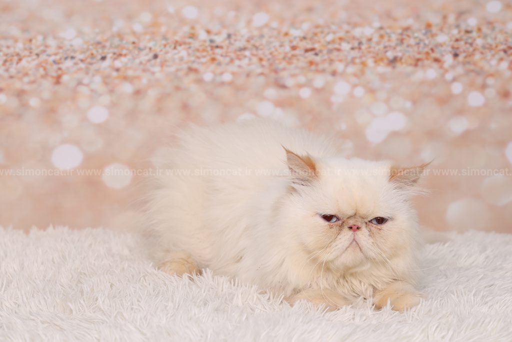 بیماری و گرمازدگی گربه