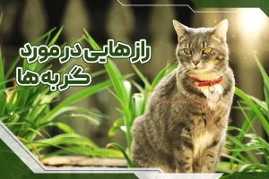 رازهایی در مورد گربه ها که احتمالاً نمی‌دانید!