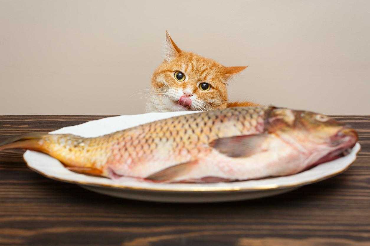 ماهی خام برای گربه مضر است.