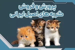 پرورش و فروش گربه های اصیل ایرانی