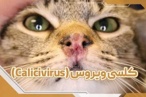 کلسی ویروس (Calicivirus)