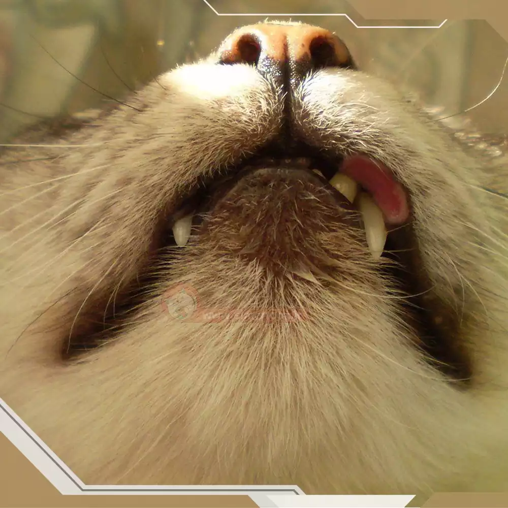 کلسی ویروس خفیف