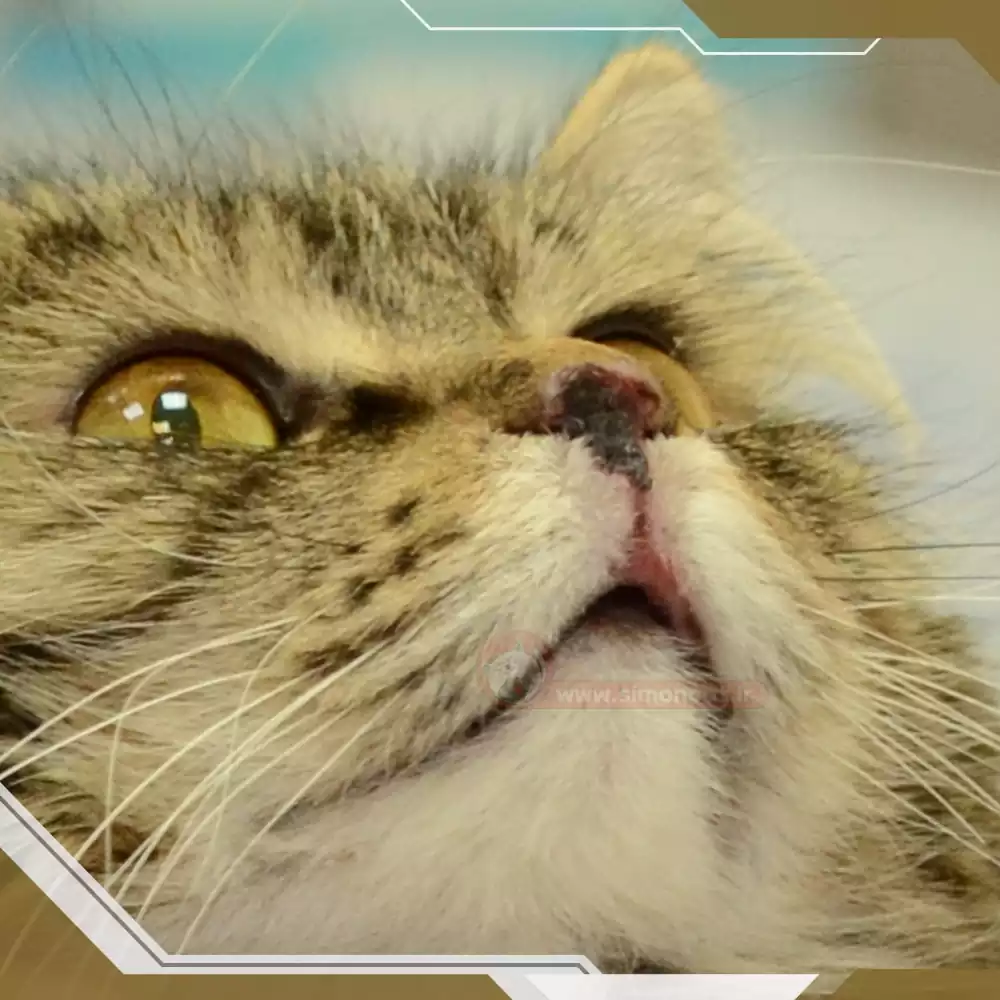 کلسی ویروس در بچه گربه