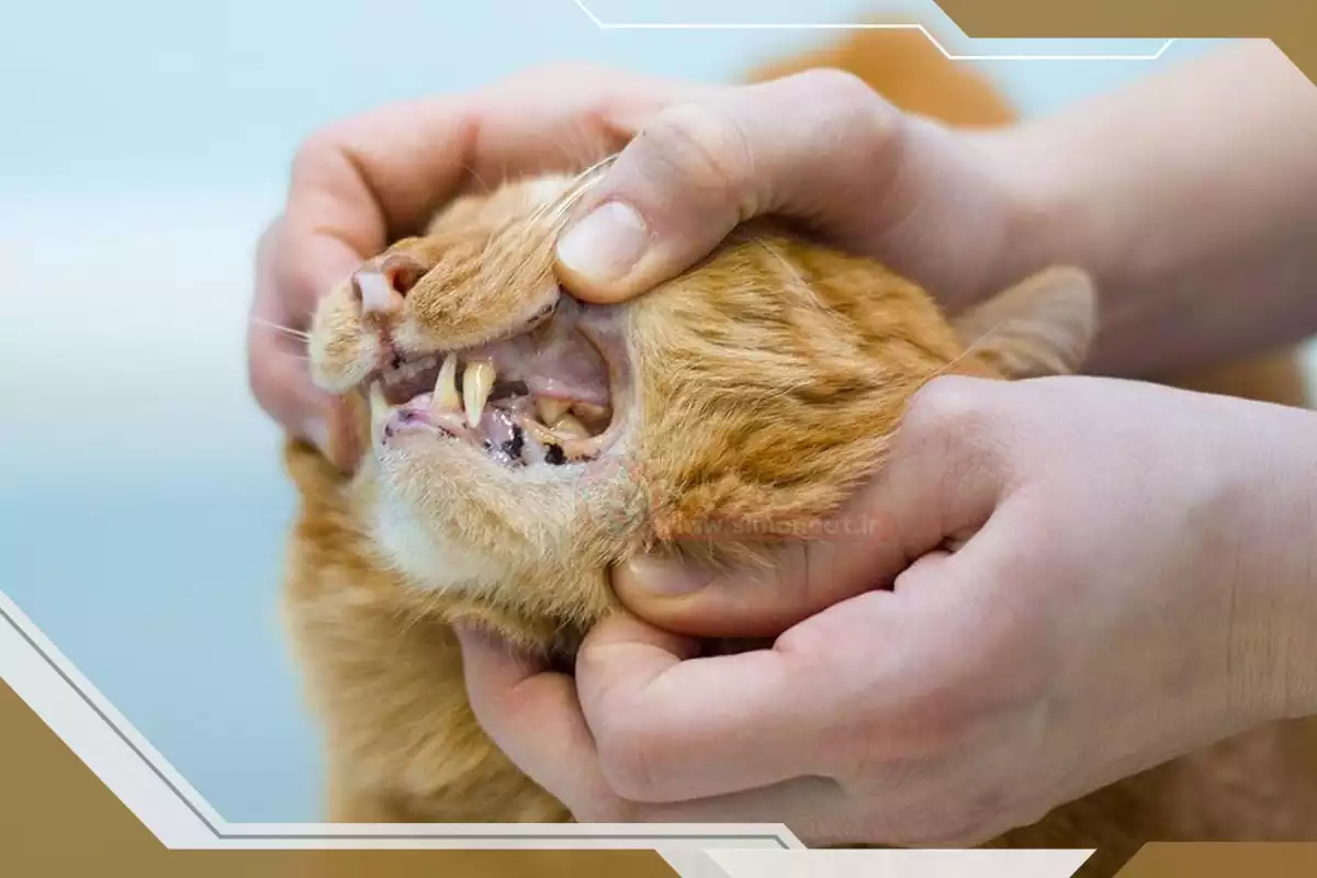 گربه مبتلا به کلسی ویروس