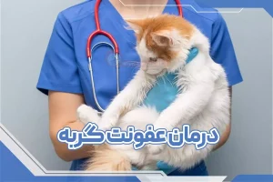 درمان عفونت گربه