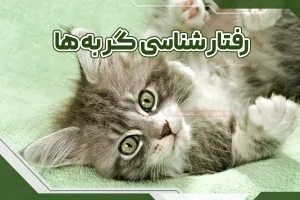 رفتارشناسی گربه ها