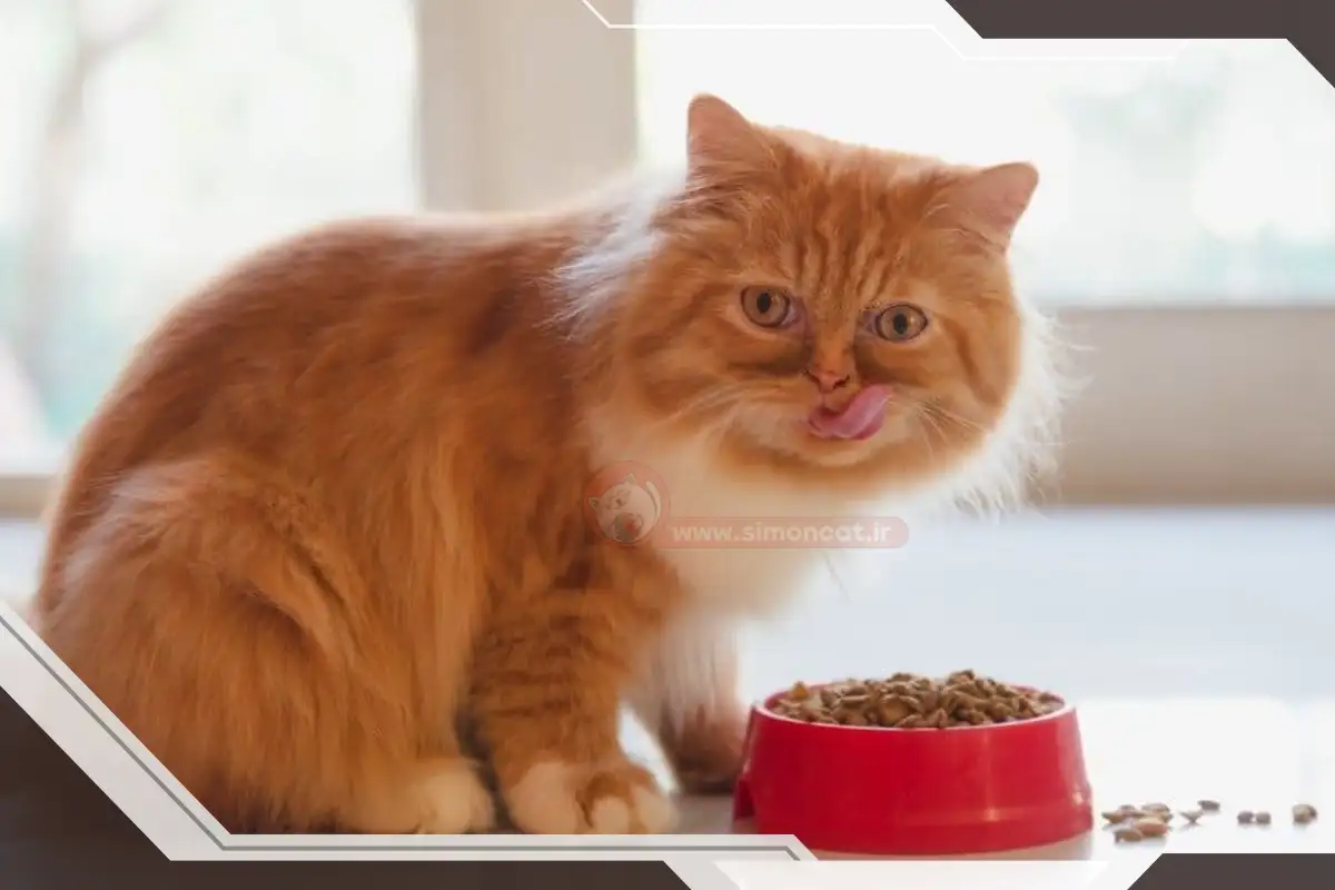 روش صحیح غذا دادن به گربه پرشین