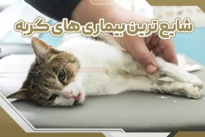 شایع ترین بیماری های گربه