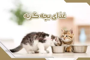 غذای بچه گربه