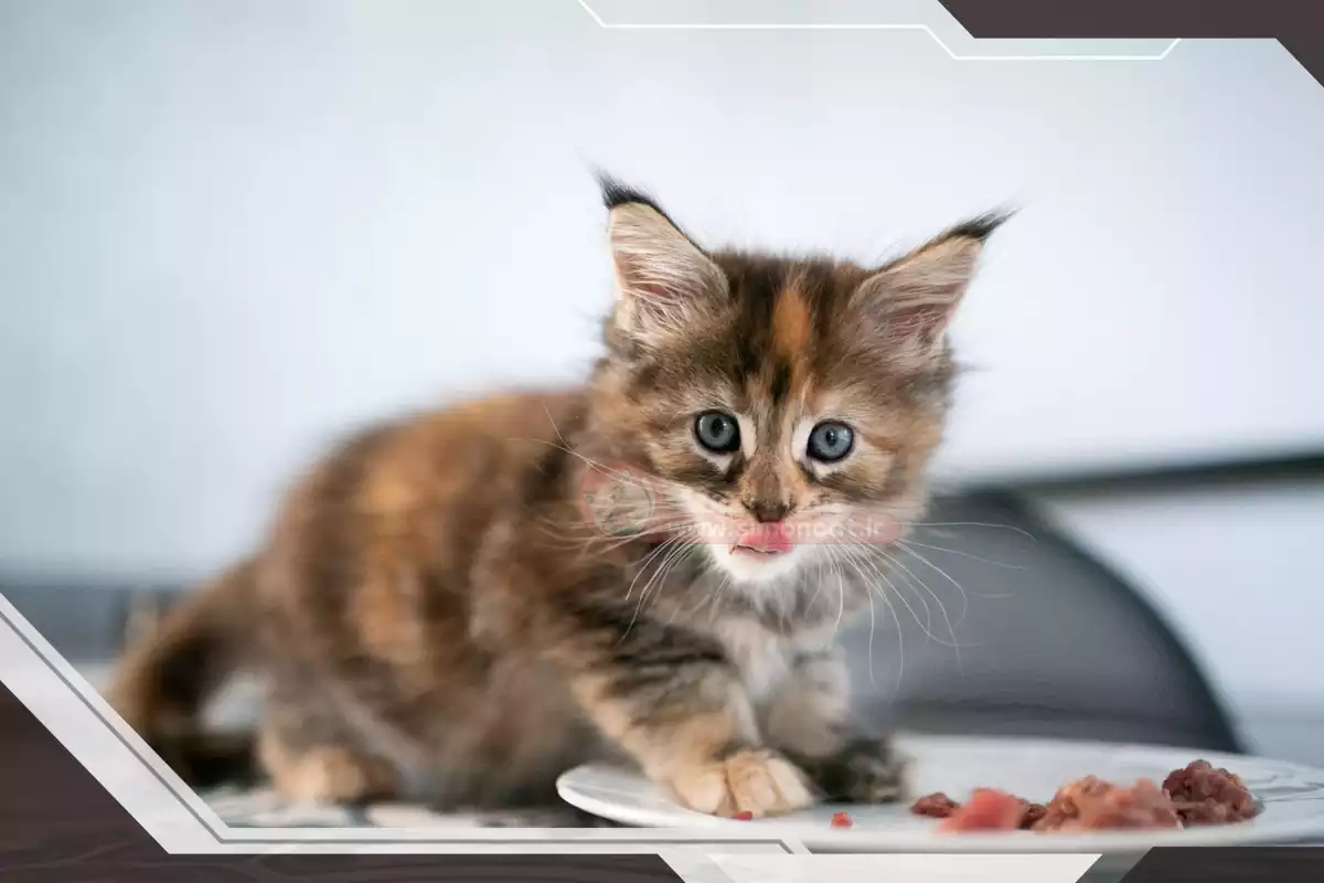 غذای خانگی گربه