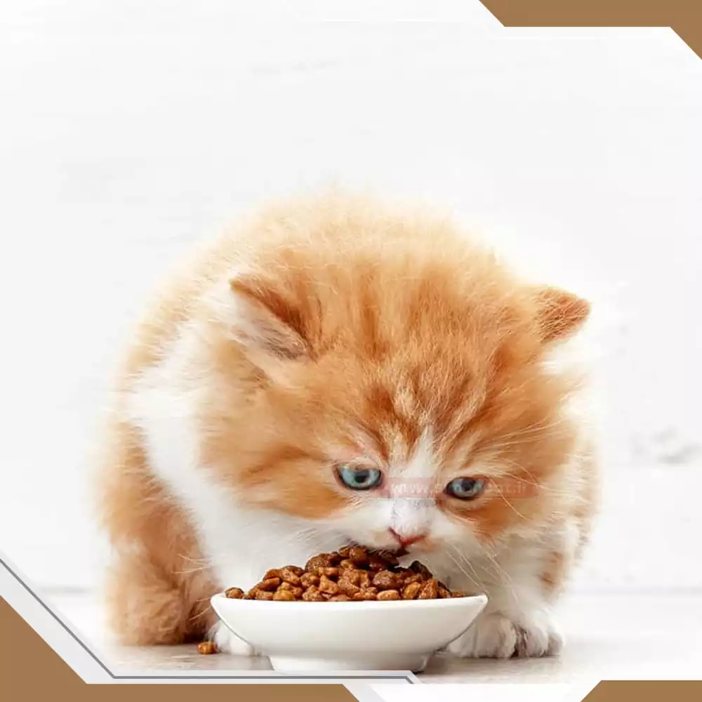 غذای خشک انواع نژاد گربه