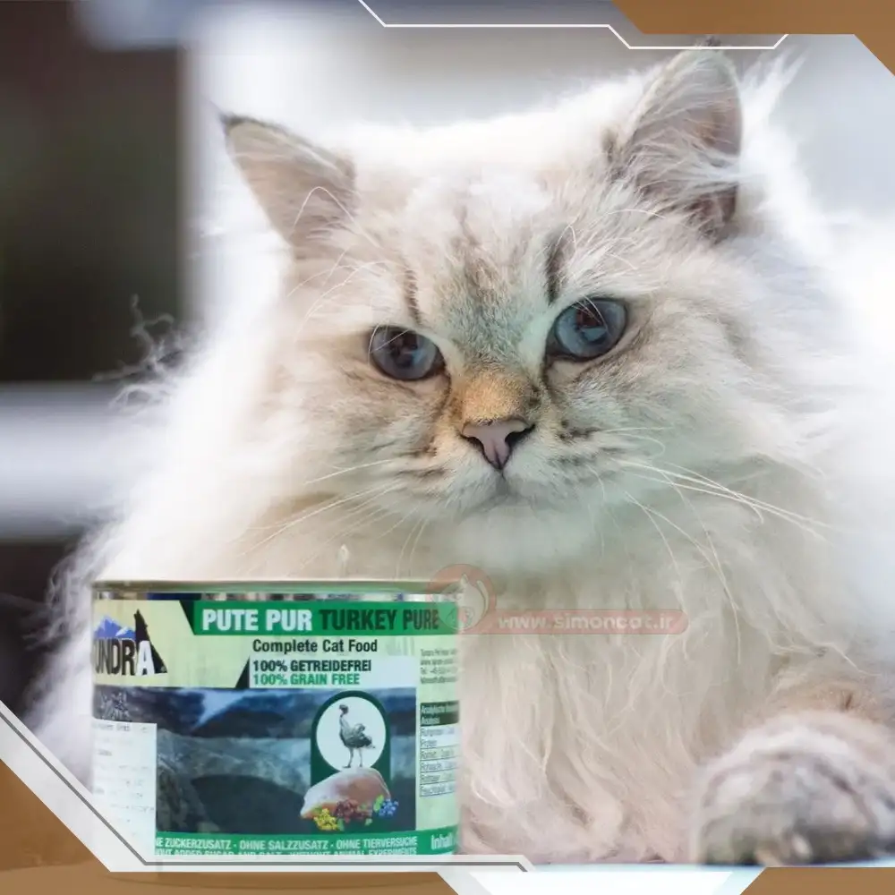 غذای مناسب برای سلامت پوست و مو گربه پرشین