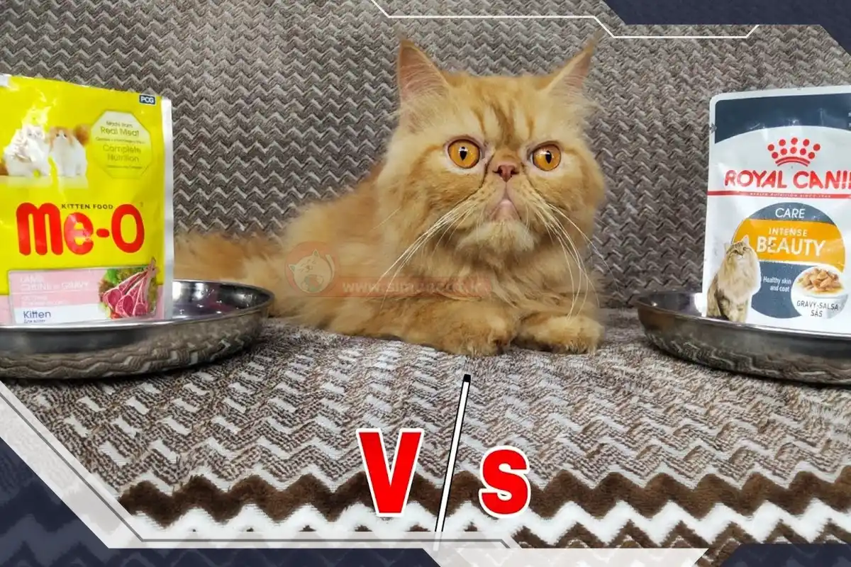 غذای گربه پرشین