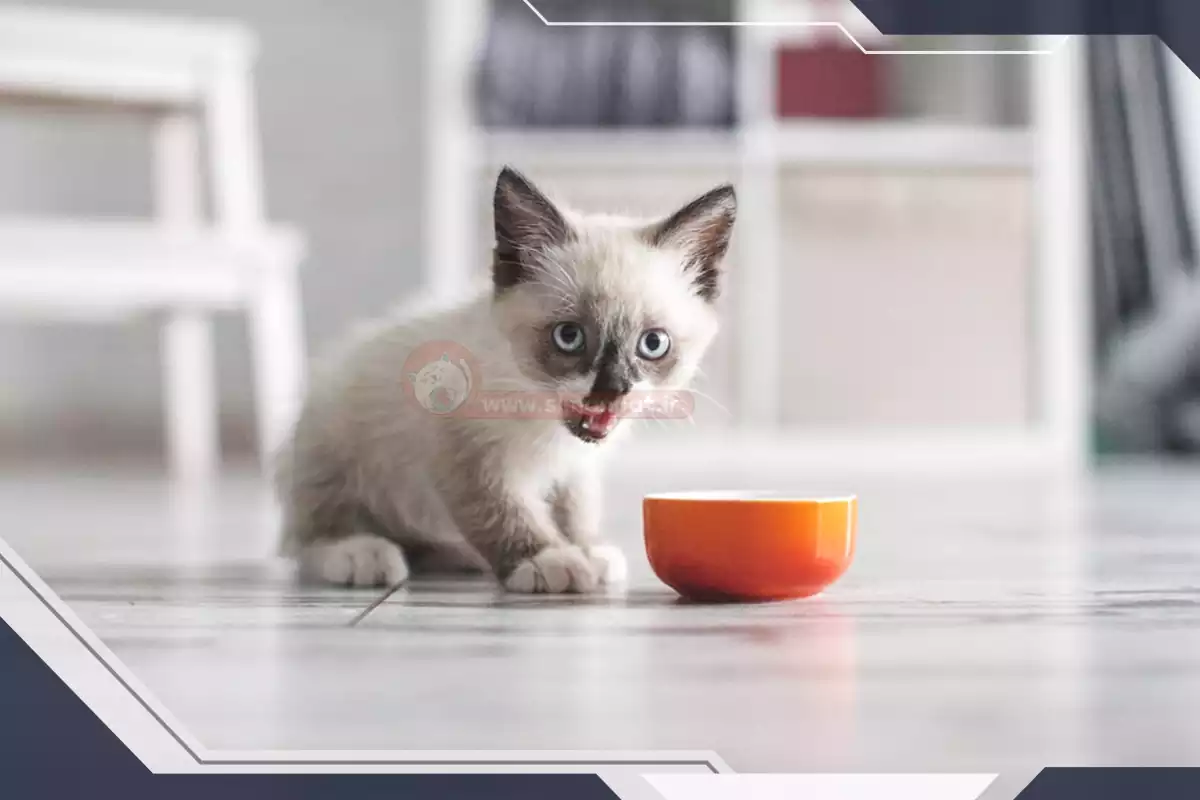 پوچ گربه