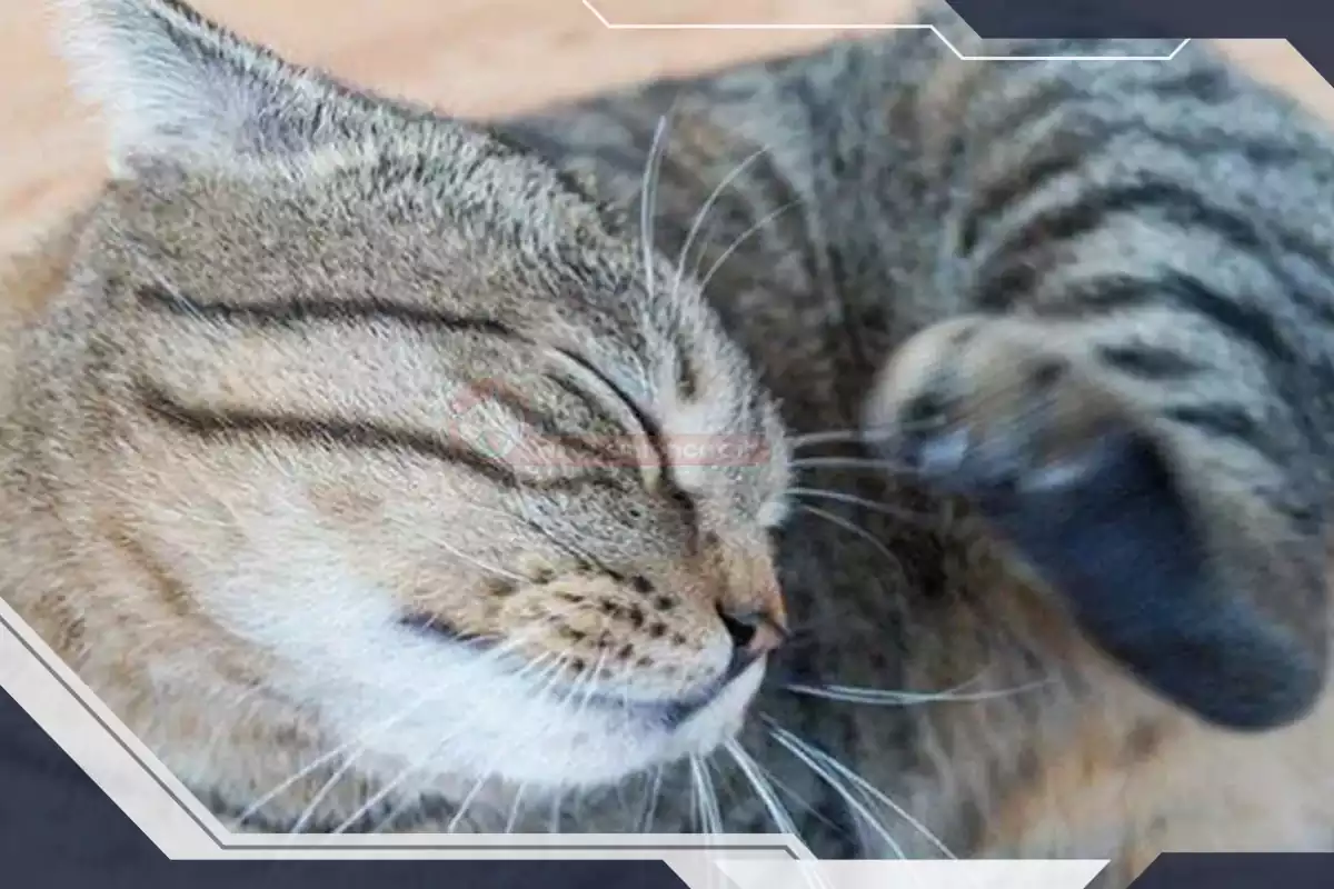 گربه در حال نظافت خود