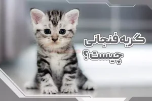 گربه فنجانی چیست؟