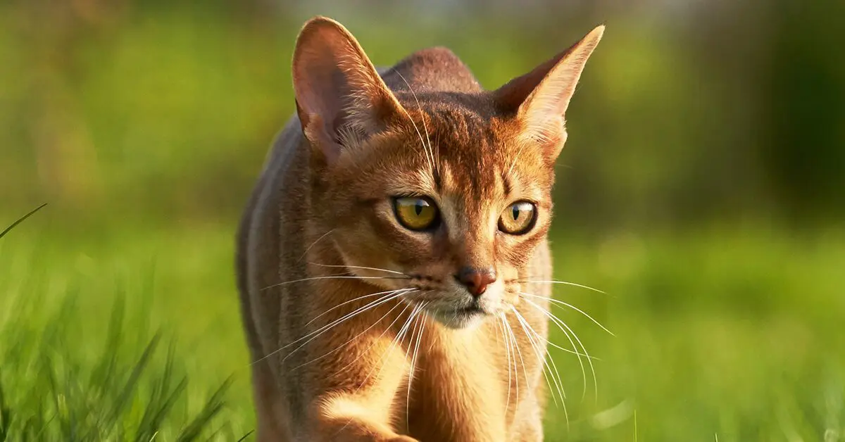 خرید گربه حبشی