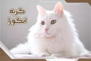 گربه آنگورا