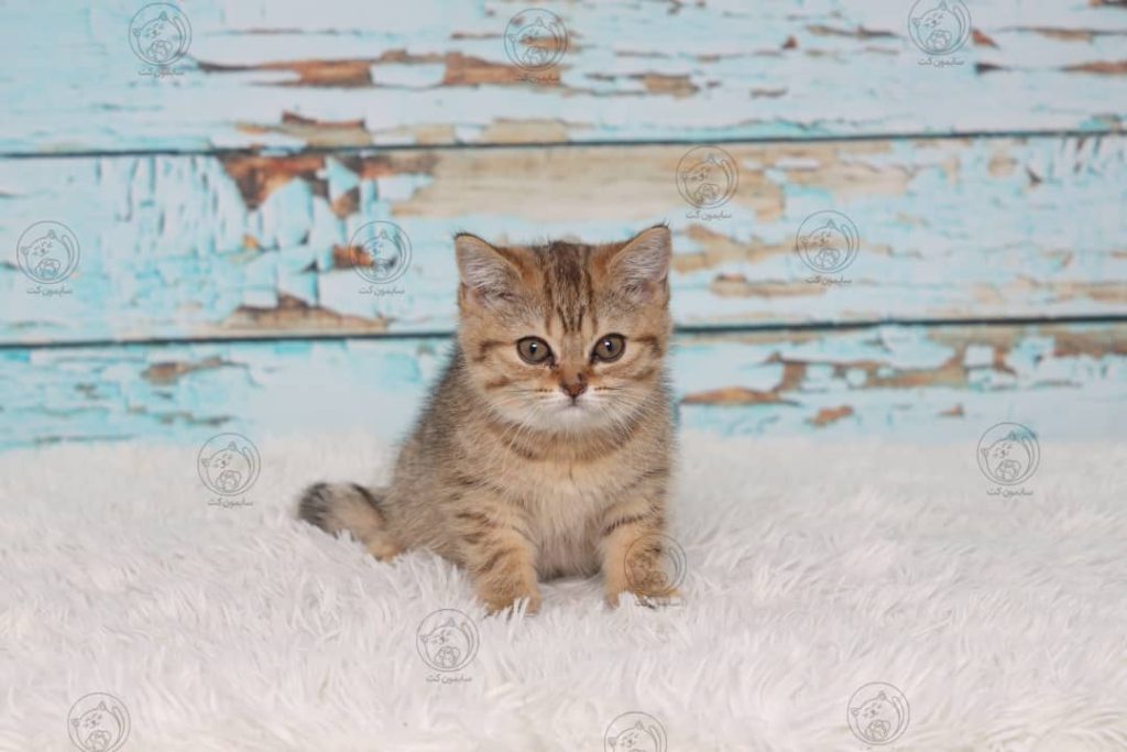 بچه گربه نژاددار