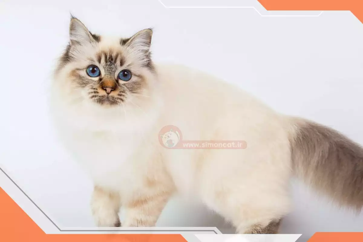 بچه گربه نژاد بیرمن