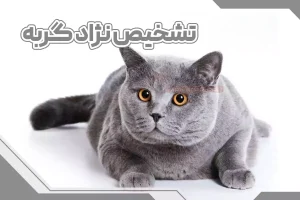 تشخیص نژاد گربه