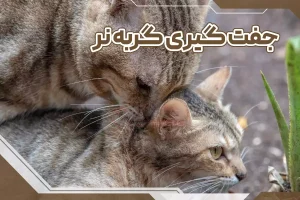 جفت گیری گربه نر