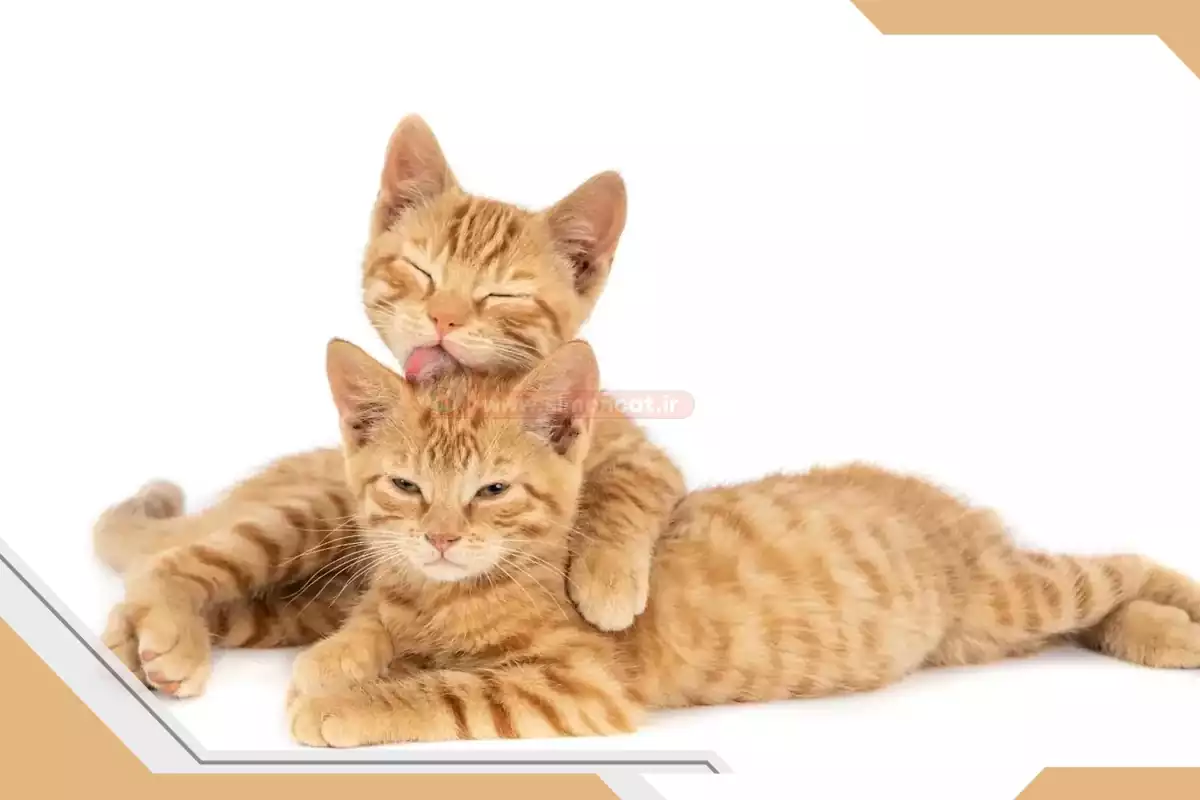 جفت گیری گربه ها
