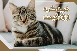 خرید گربه ارزان‌قیمت