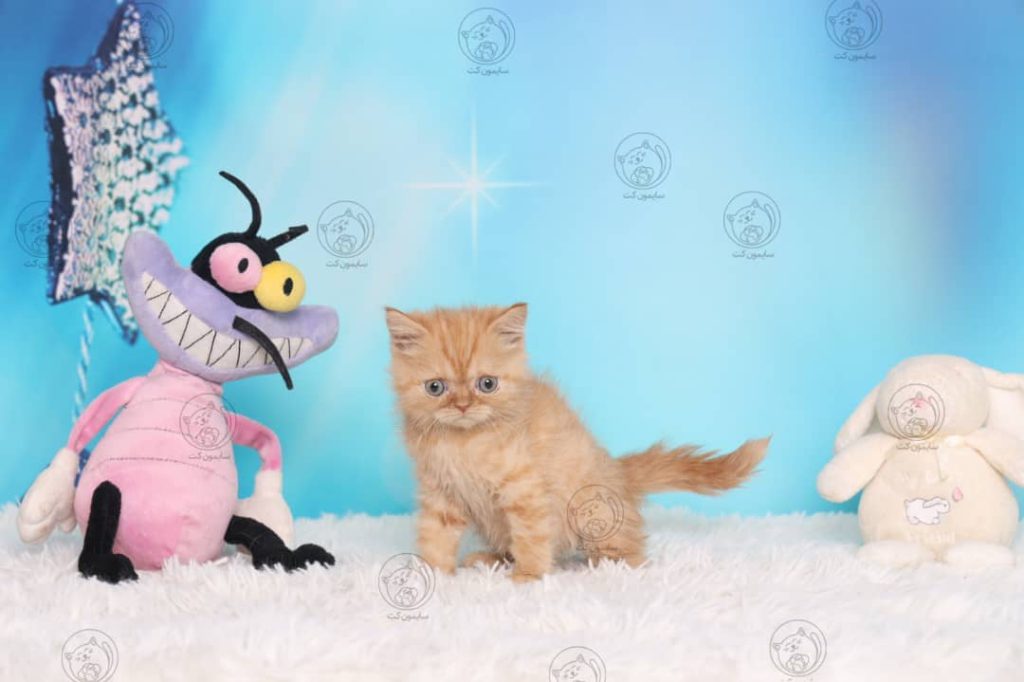خس خس کردن گربه
