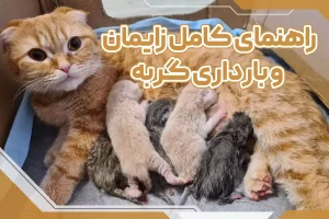 راهنمای کامل زایمان و بارداری گربه