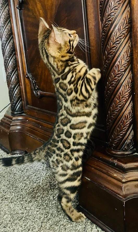 زیبایی گربه بنگال در خانه