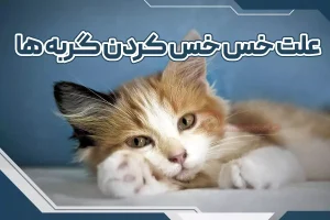 علت خس خس کردن گربه