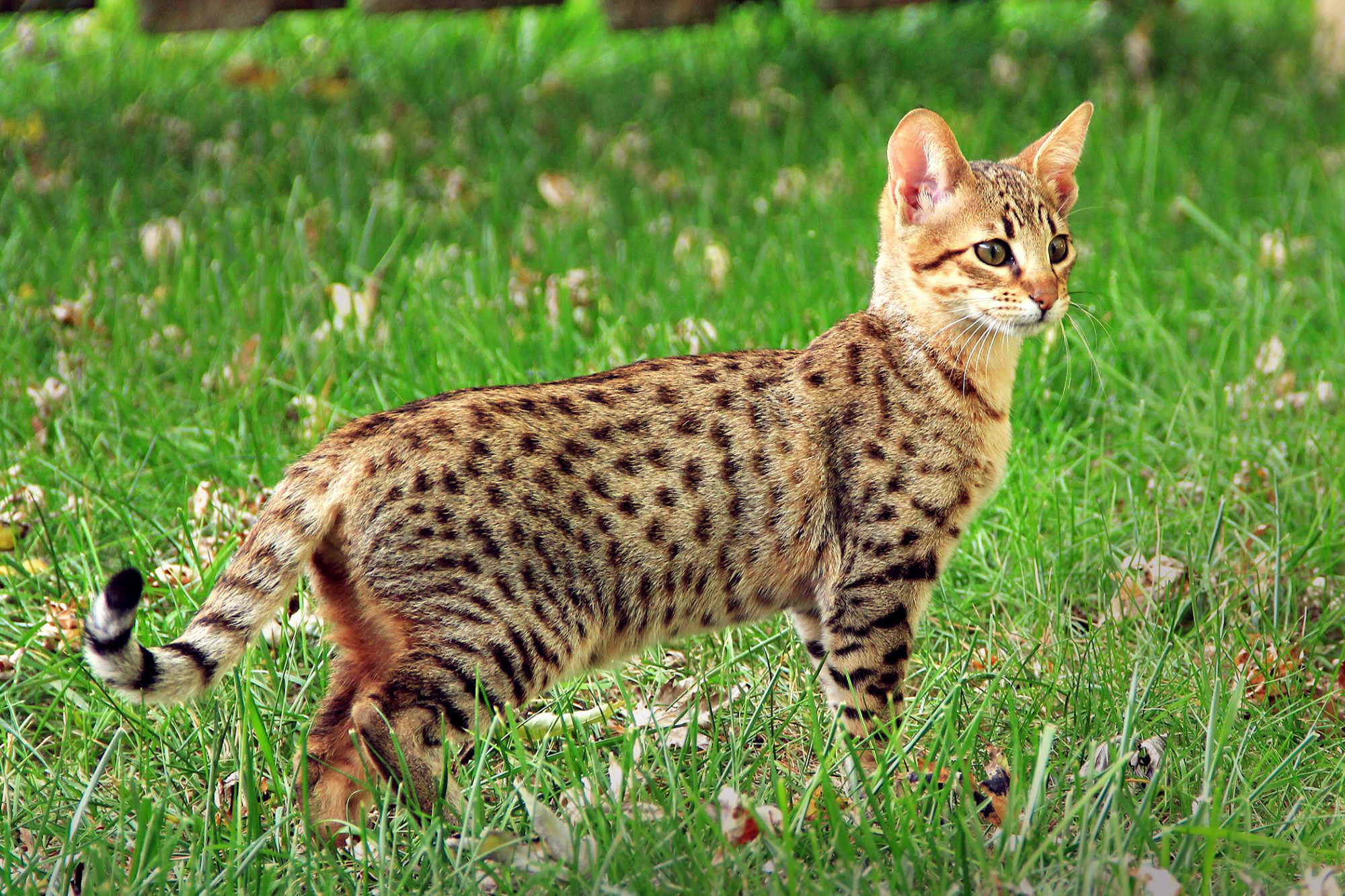 عکس گربه ساوانا