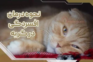 نحوه درمان افسردگی در گربه