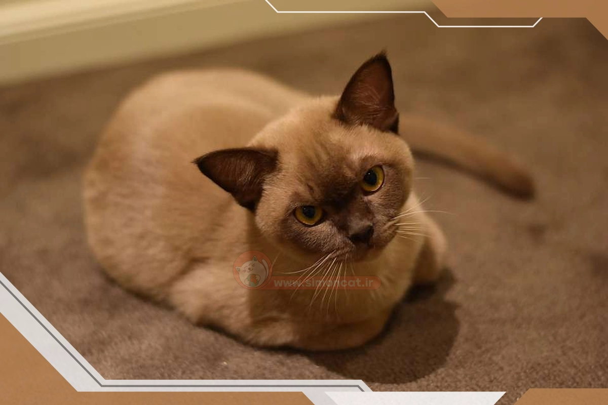 نژاد برمه ای